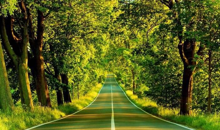 A serene road stretches through a dense forest, flanked by tall trees on both sides, inviting exploration and tranquility