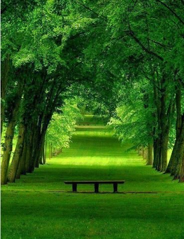 A serene park scene featuring a wooden bench nestled among lush green trees and vibrant foliage