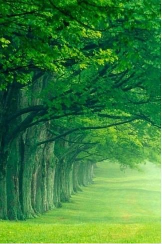 A vibrant green line of trees stands prominently in the center of a vast, open field under a clear blue sky.