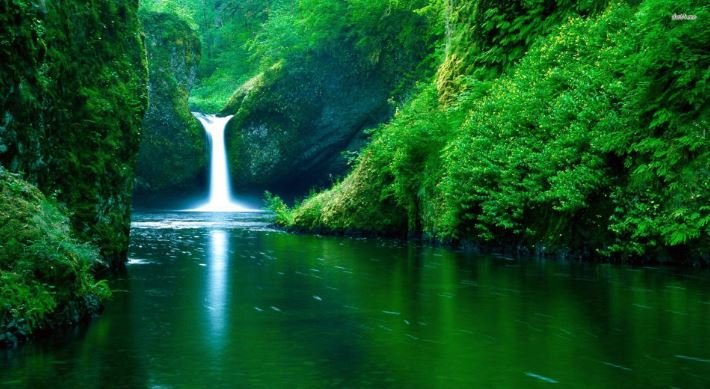 A picturesque waterfall flows amidst a dense green forest, creating a tranquil scene of nature's splendor.