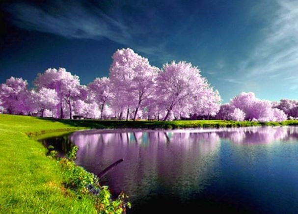 A picturesque lake bordered by striking purple trees and verdant grass, creating a harmonious and colorful natural landscape