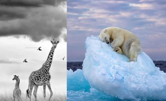 A polar bear and a giraffe stand together on an iceberg, showcasing a unique juxtaposition of wildlife in a frozen landscape.