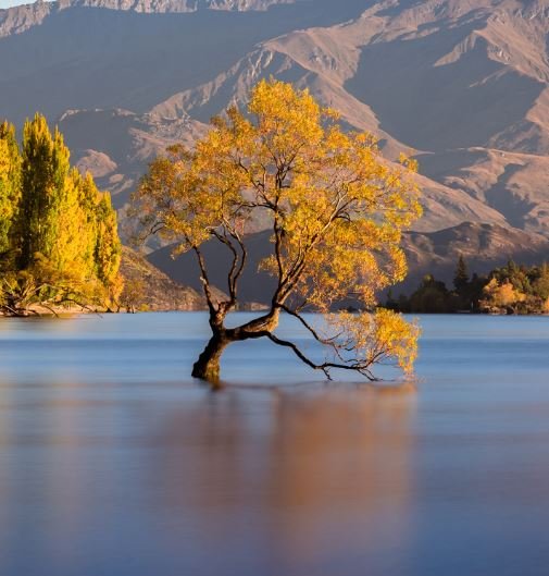 A solitary tree rises from the center of a tranquil lake, surrounded by calm waters reflecting its silhouette.
