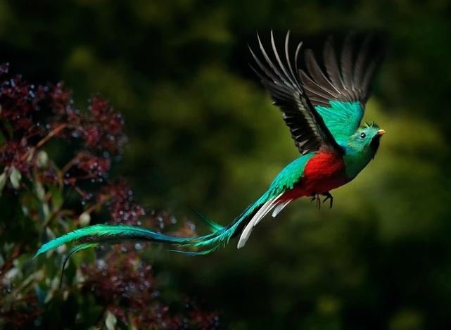 A vibrant bird soaring gracefully through the sky, showcasing a spectrum of colors in its feathers.
