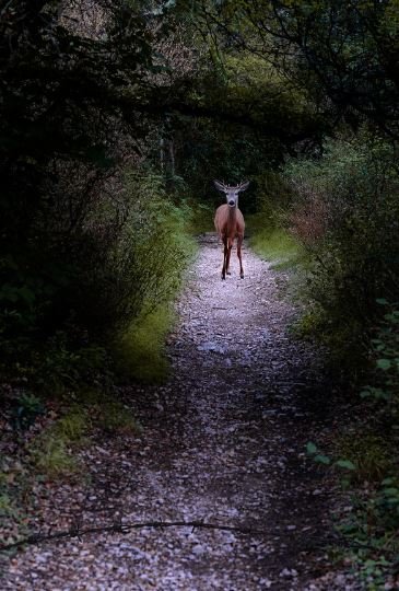 A deer pauses on a forest path, framed by lush greenery and the serene ambiance of the surrounding woods.